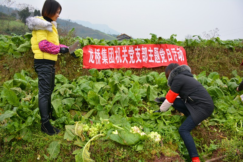 集團黨員齊力助農(nóng)戶收割菜頭